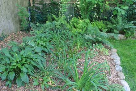 The shade garden in the back corner of the yard, next to my pile. In a few weeks, the hostas will be deer dinner.