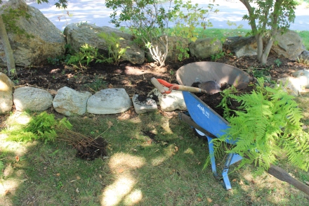 Ferns culled from a now-sunnier spot in my perennial beds will do well in this rock-lined shade garden.