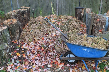 I glean several wheelbarrows of minced leaves, diced sycamore balls and chain-saw sawdust curlings to add straight to my pile.