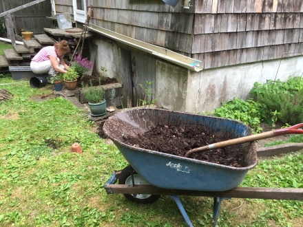 Wheelbarrows of raw compost from my pile make a welcome addition to my neighbor's new garden.